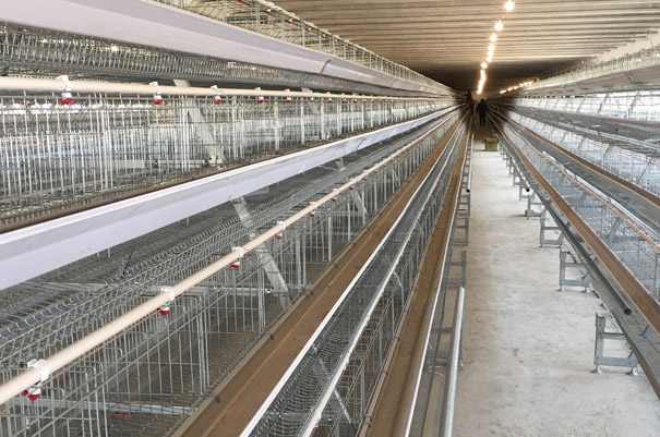 A type layer chicken cage