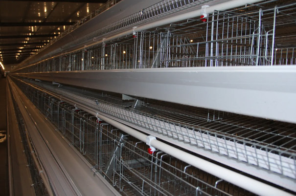 A type layer chicken cage