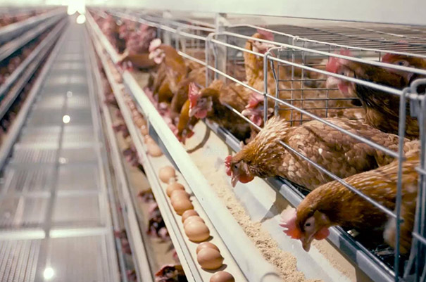 A type layer chicken cage