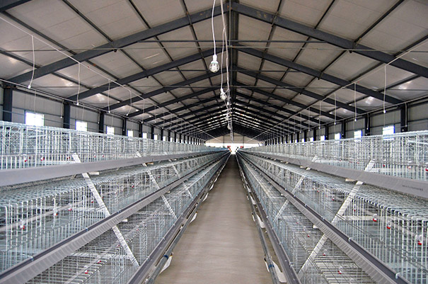 A type pullet chicken cage