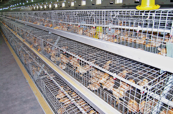 A type pullet chicken cage