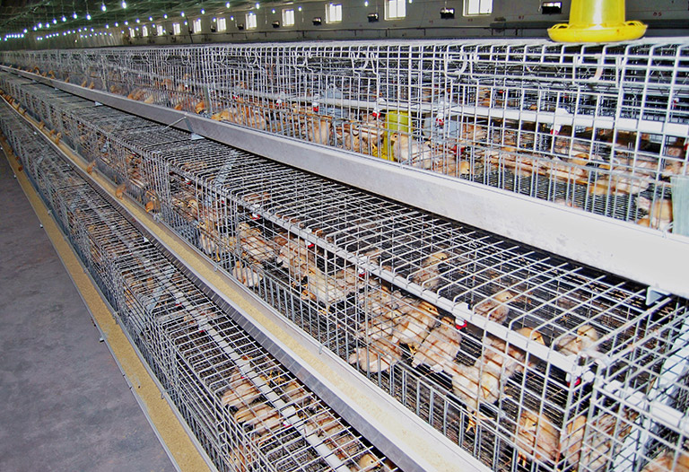 A type pullet chicken cage