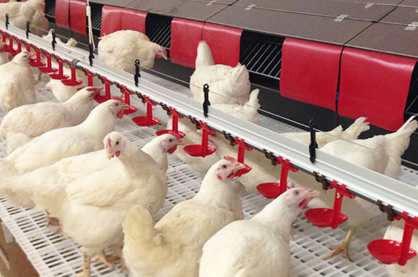 Breeder floor raising equipment