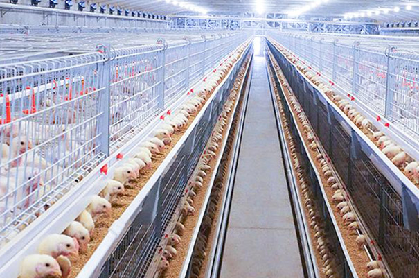 Broiler cage system