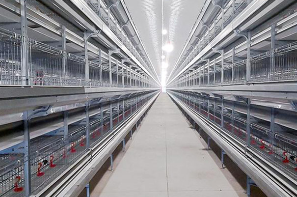 Broiler cage system