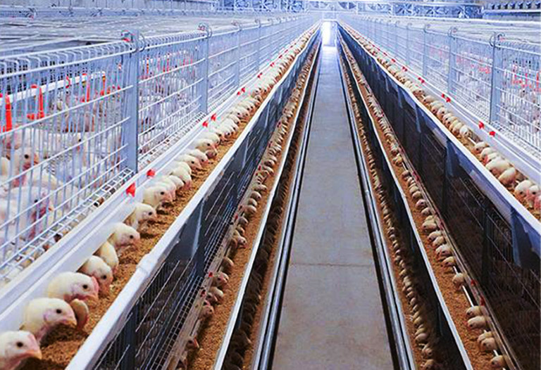 Broiler cage system