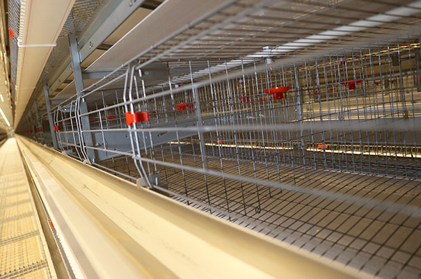 H type layer chicken cage