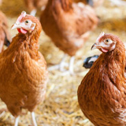 Selection of litter for broiler chickens