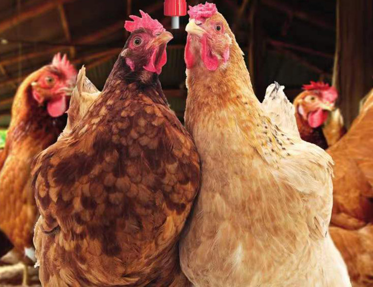 How to keep chickens drinking water healthy every day?